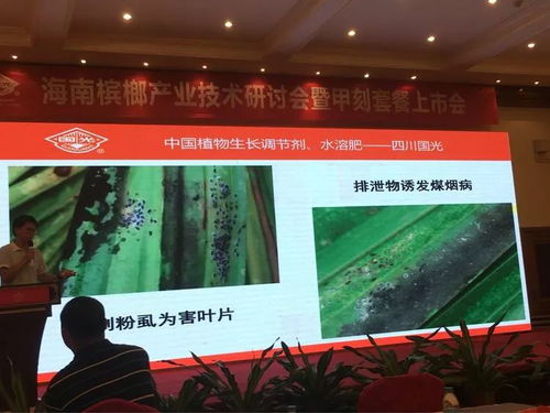 创新共赢 2018槟榔产业技术研讨交流会暨技术推广展望